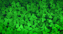Green Clover Field As St Patrick's Day Background