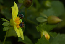 Two Honey Bees Collecting Pollen At Beautiful Flower On Blur Background. Front And Back Concept With Copy Space For Your Text.