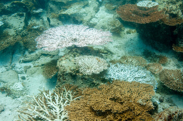 Sticker - Beautiful underwater coral reefs