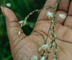 hand holding a bunch of flowers