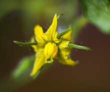 Yellow Tomato Flower Closeup