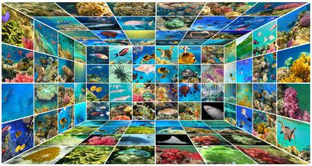 Wall Mural - Underwater world. Coral fishes of Red sea.