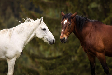 Beautiful two horses playing on a green landscape with fir trees in background. Comanesti, Romania.