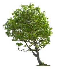 Beautiful tree isolated on white background. Suitable for use in architectural design or Decoration work.