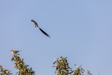 Long Tailed Whydah Flying