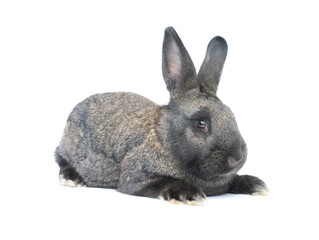 Poster - gray bunny isolated on white background