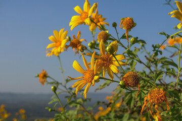 Wall Mural - Yellow Mexican sunflowers are blooming in northern Thailand. (Tithonia diversifolia)