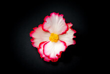 White-pink Begonia Flower Close-up On Black Background