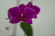Pinke Orchidee