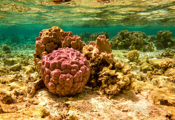 Poster - Récif de corail du lagon de Maupiti, Polynésie française