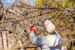 © FotoHelin - Man pruning cutting apple fruit tree branches in spring outdoors in sunny day.