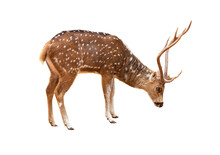 Spotted Deer On A White Background Isolated