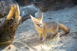 Fennec fox, also known as a desert fox