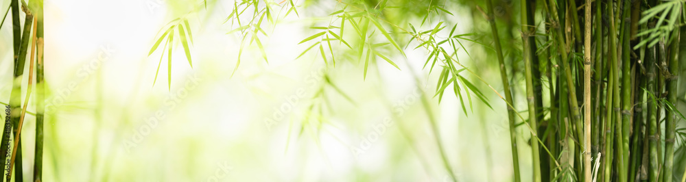 Nature of green leaf bamboo in garden at summer. Natural green leaves plants using as spring background cover page greenery environment ecology wallpaper - obrazy, fototapety, plakaty 