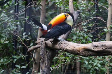 Wall Mural - The toco toucan bird on the wood tree in forest