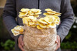 Man holding mycelium substrate with golden oyster mushrooms, fungiculture at home