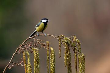 Canvas Print - Great Tit (Parus major) ) sitting on the branch of a  common alder branch (Alnus glutinosa) in the forest of Overijssel in the Netherlands with a dark brown background