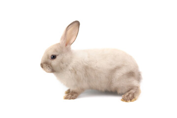 Wall Mural - Adorable fluffy rabbit isolated on white background, portrait of cute bunny pet animal.