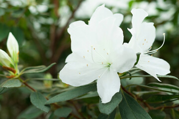 Wall Mural - White azalea, exotic spring flower