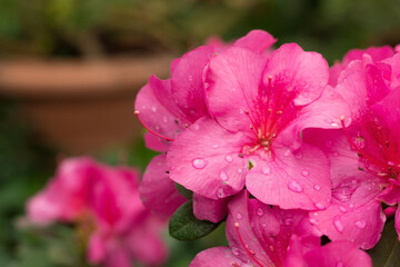 Wall Mural - Bright blooming azalea branch, spring floral background