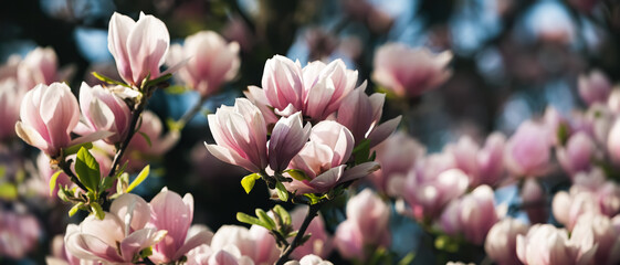 Poster - Magnolia tree blossom