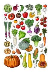 Vegetables and fruits food vector poster. Color sketch of products. Decor for kitchen and restaurant. Farm vegetables and herbs. Pumpkin, tomato, beet, cabbage