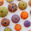 © Dimitrios - colorful sea urchins pattern top view closeup on white marble background