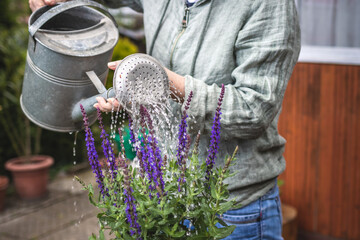 Sticker - Potting Salvia Nemorosa in flower pot. Flowering sage herb. Watering can in female hand. Woman gardening at springtime