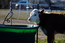 Hereford Calf At Water Trough On Farm, Animal Hydration.