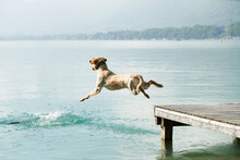 Dog Jumping Off Pier Into Lac D'Annecy, Annecy, France