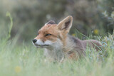 Fototapeta Zwierzęta - Red fox is relaxing in the sand, photographed in the dunes of the Netherlands.