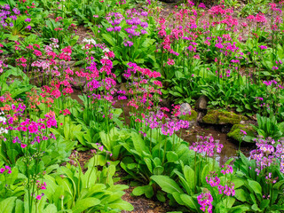 Very boggy quarry garden with giant Candelabra primroses, Primula x bulleesiana hybrid.