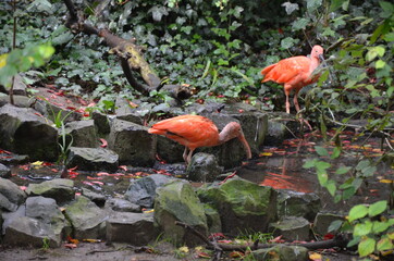 Sticker - Bird in Frankfurt am Main zoo, Germany