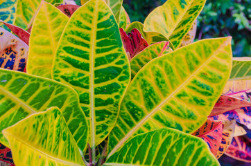 Sticker - USA, Florida. Tropical foliage detail.