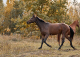 Fototapeta Konie - Young bay horse frolicking on the loose