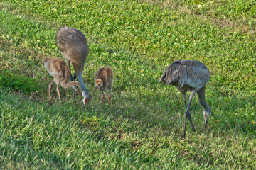 Wall Mural - USA, Florida, Sarasota, Celery Fields, Sandhill Crane Pair and Two Chicks Feeding