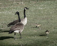 Canada Geese Couple Looking After Goslings