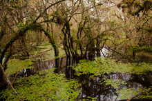 Cypress Swamp, Big Cypress National Preserve, Florida