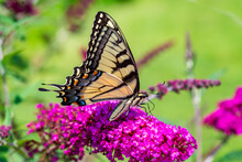 Beautiful Yellow And Black Swallowtail Butterfly Enjoys The Nectar Of A Flower