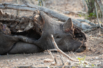 the remains of a poached white rhino, it’s front horn chopped off with an axe, seen on a safari in s