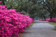 USA, Georgia, Savannah. Bonaventure Cemetery in the spring with azaleas in bloom.