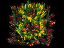 The Number " 8 " Of Yellow Tulips Among Red Flowers On A Black Background. The Concept Of Decorating A Postcard For The Eighth Of March, International Women's Day.