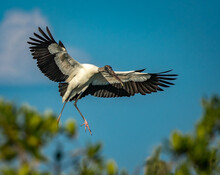 Wood Stork Flies In For A Landing To Rookery