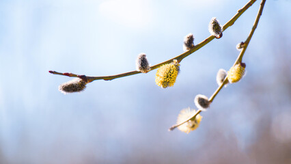 Wall Mural - Spring nature scene with pussy-willow branches tree