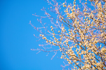 Wall Mural - Spring nature background with pussy-willow branches