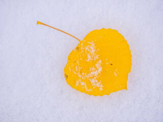 Sticker - USA, Colorado, Keebler Pass with fallen aspen leaves on fresh snow fall