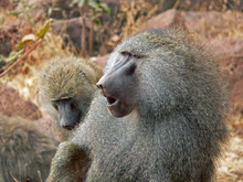 Closeup Shot Of Baboons In Their Natural Habitat