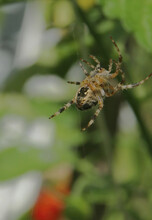 Vertical Shot Of A European Garden Spider On The Web With A Blurry Background