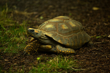 Wall Mural - The yellow-footed tortoise, Brazilian giant tortoise (Chelonoidis denticulatus).