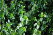A background of two types of thyme plants